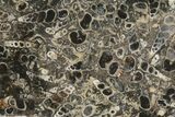 Polished Fossil Turritella Agate Stand Up - Wyoming #193588-1